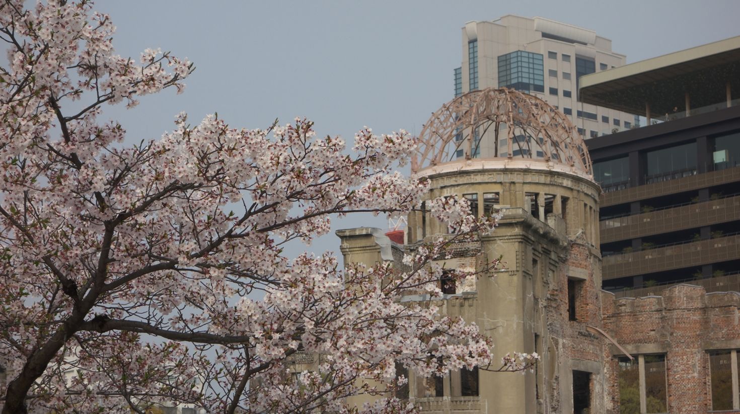 If you're planning to attend the cherry blossom festival in Japan, visit the Peace Memorial Park of Hiroshima.