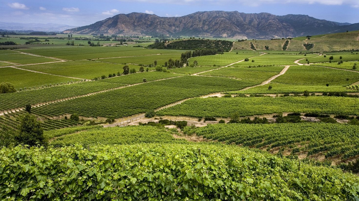 Vineyards producing Chilean wine near Santa Cruz.
