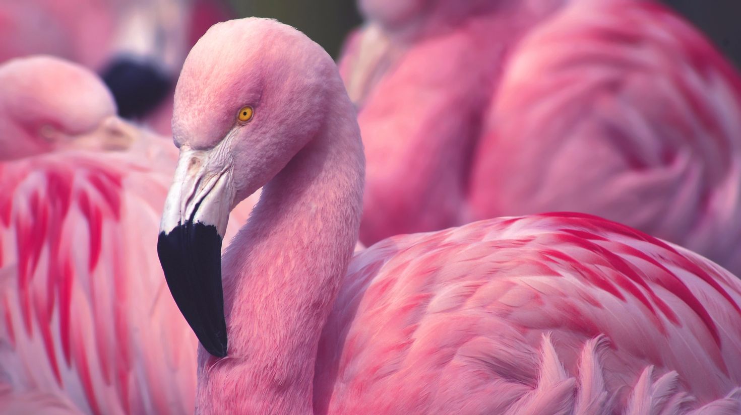 Chilean Flamingo