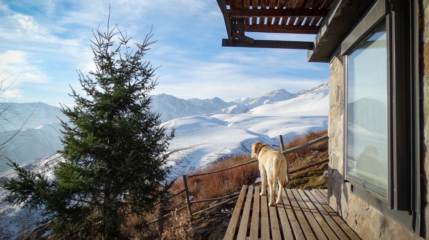 Labrador retriever dog enjoying the view of snowcapped mountains on a wood