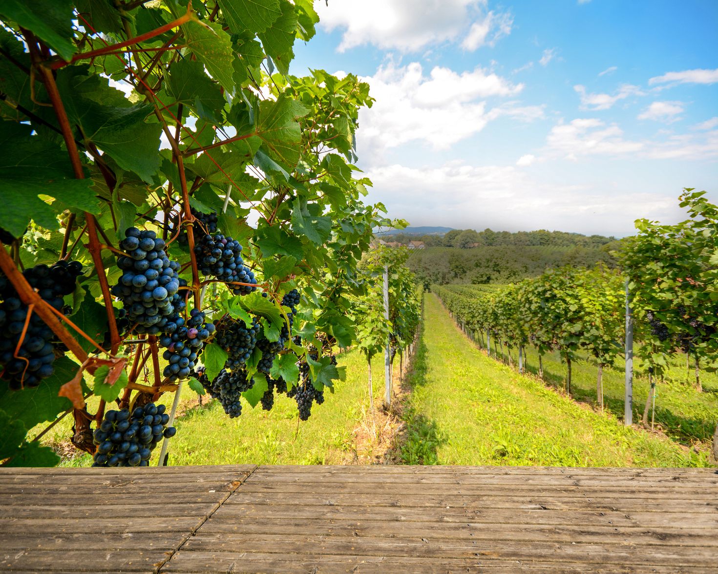 Red wine grapes before harvesting in Chile during March.