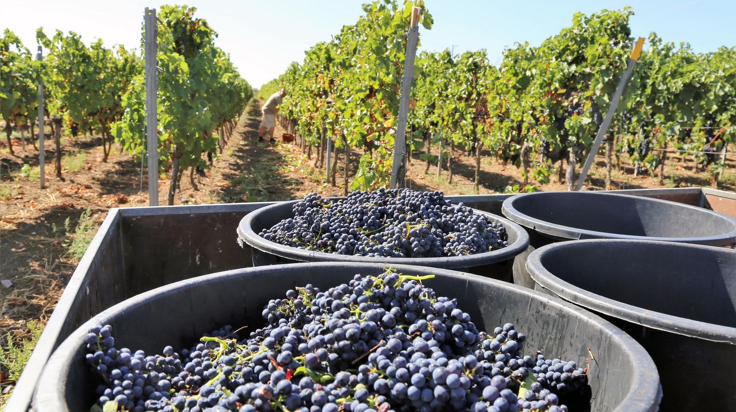The harvested grape in the grape yard during May.