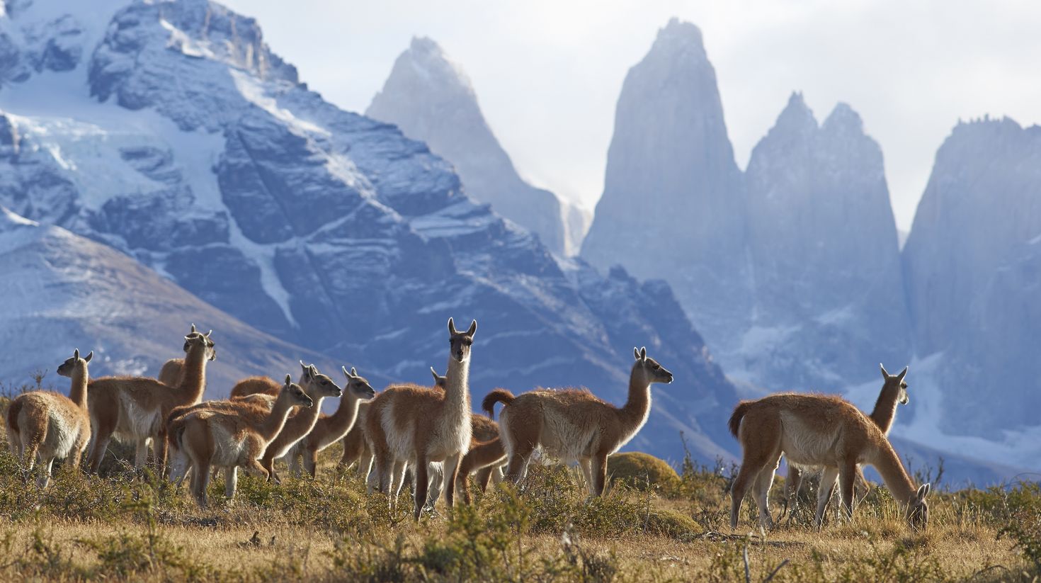 Guanaco in Torres del Paine National Park