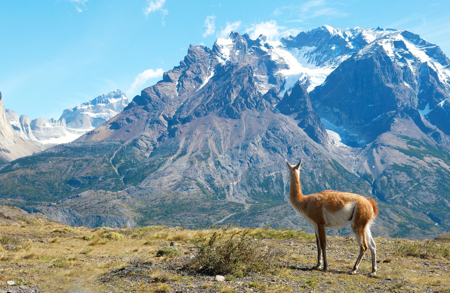 Guanaco in Torres del Paine National Park