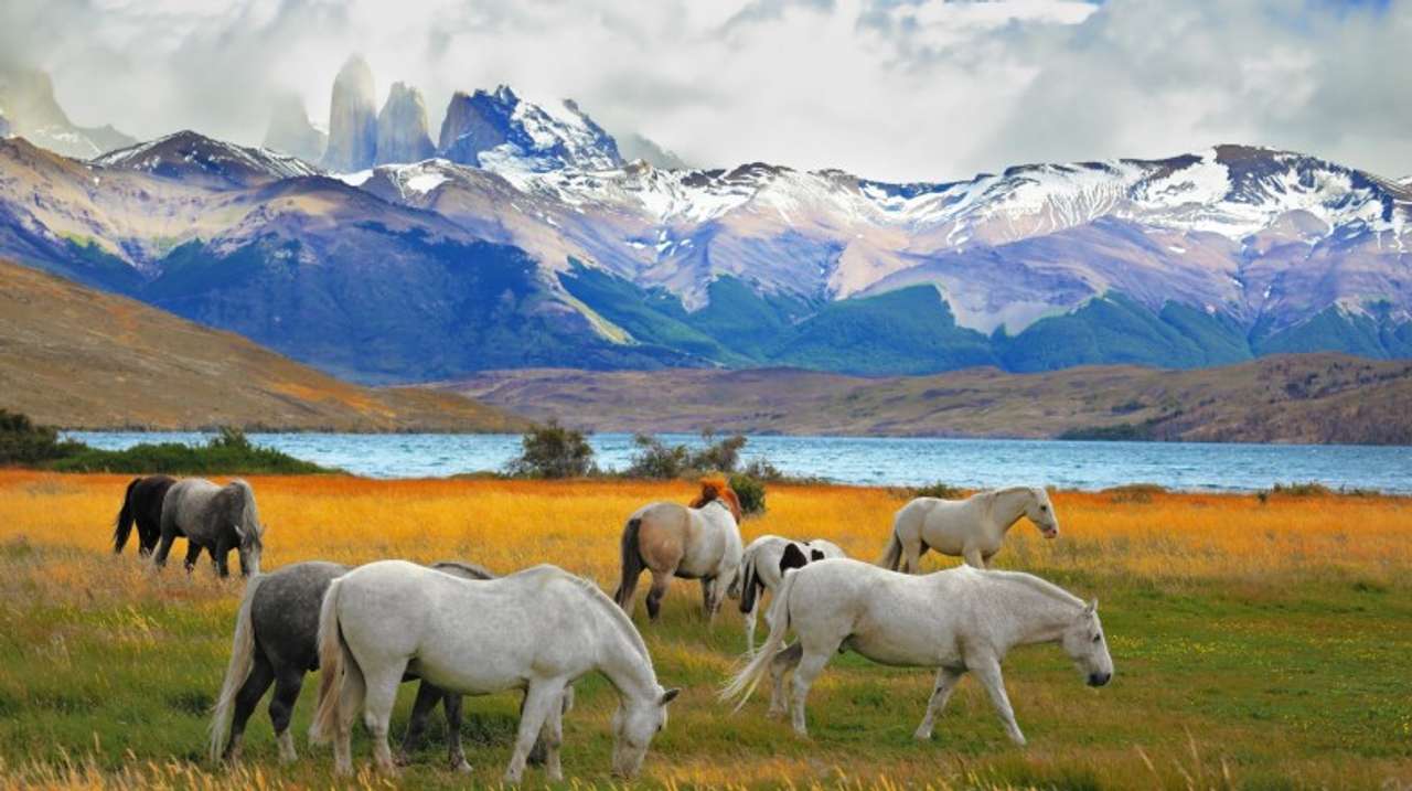 Beautiful white and gray horses grazing in a meadow in Torres del Paine