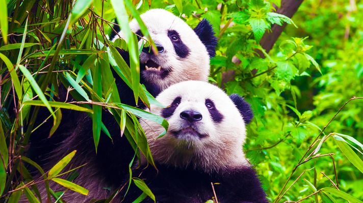 Two giant pandas gazing towards the sky