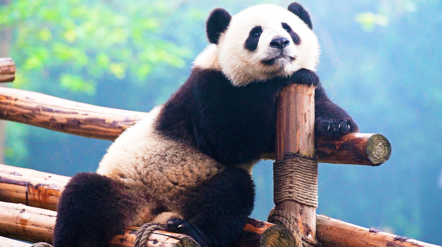 A panda resting its head and looking up at the sky.