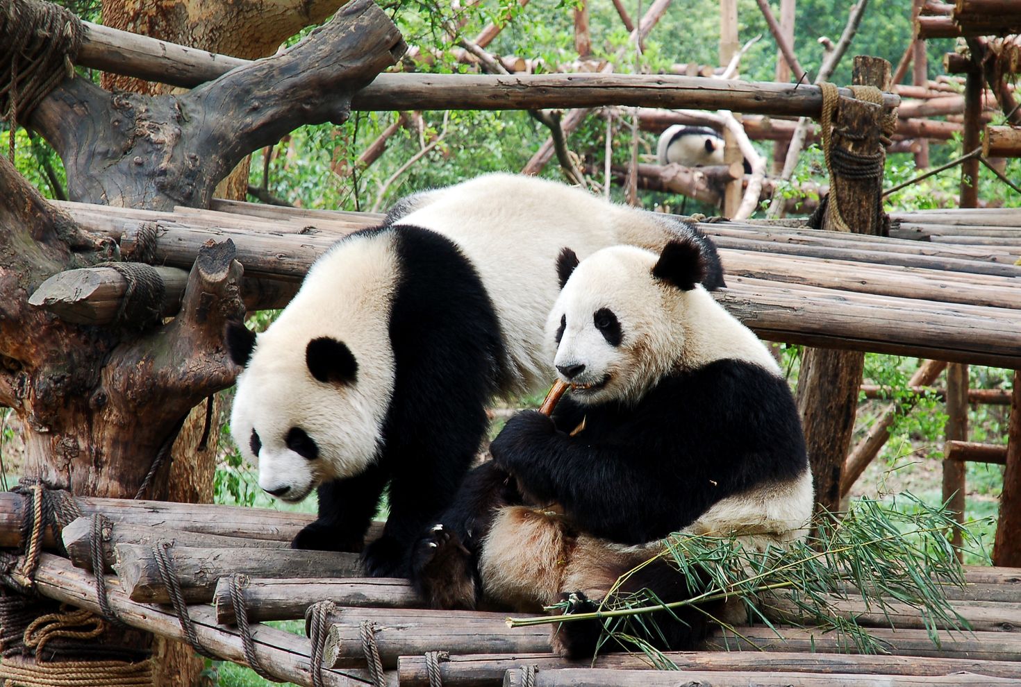 See giant pandas eating bamboo while spending 2 weeks in China.