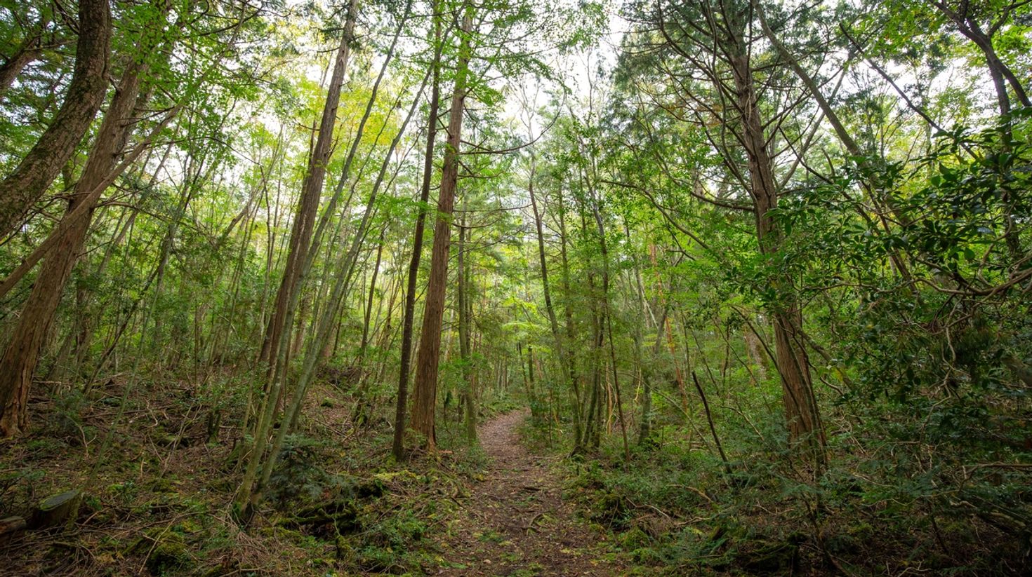 When climbing Mount Fuji, head northwest of the mountain to visit Aokigahara forest that grows on a hardened lava.
