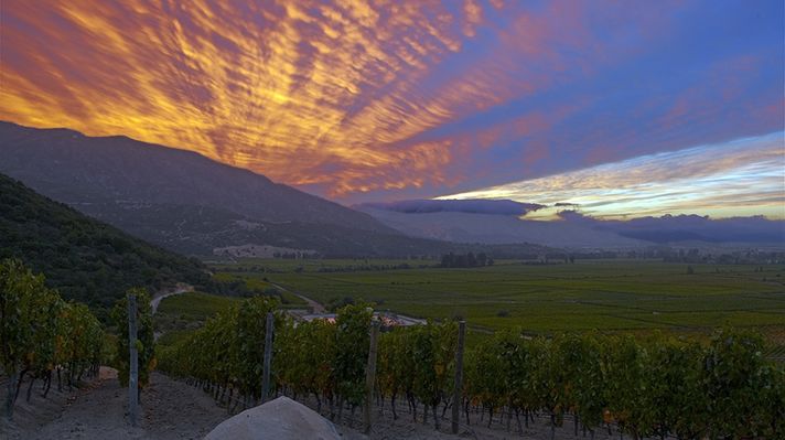 Clos Apalta vineyard at sunset in Colchagua Valley
