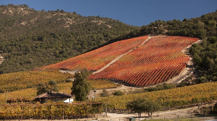 Carmenere Hill in Lapostolle winery