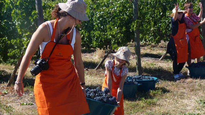My Harvest in MontGras Winery