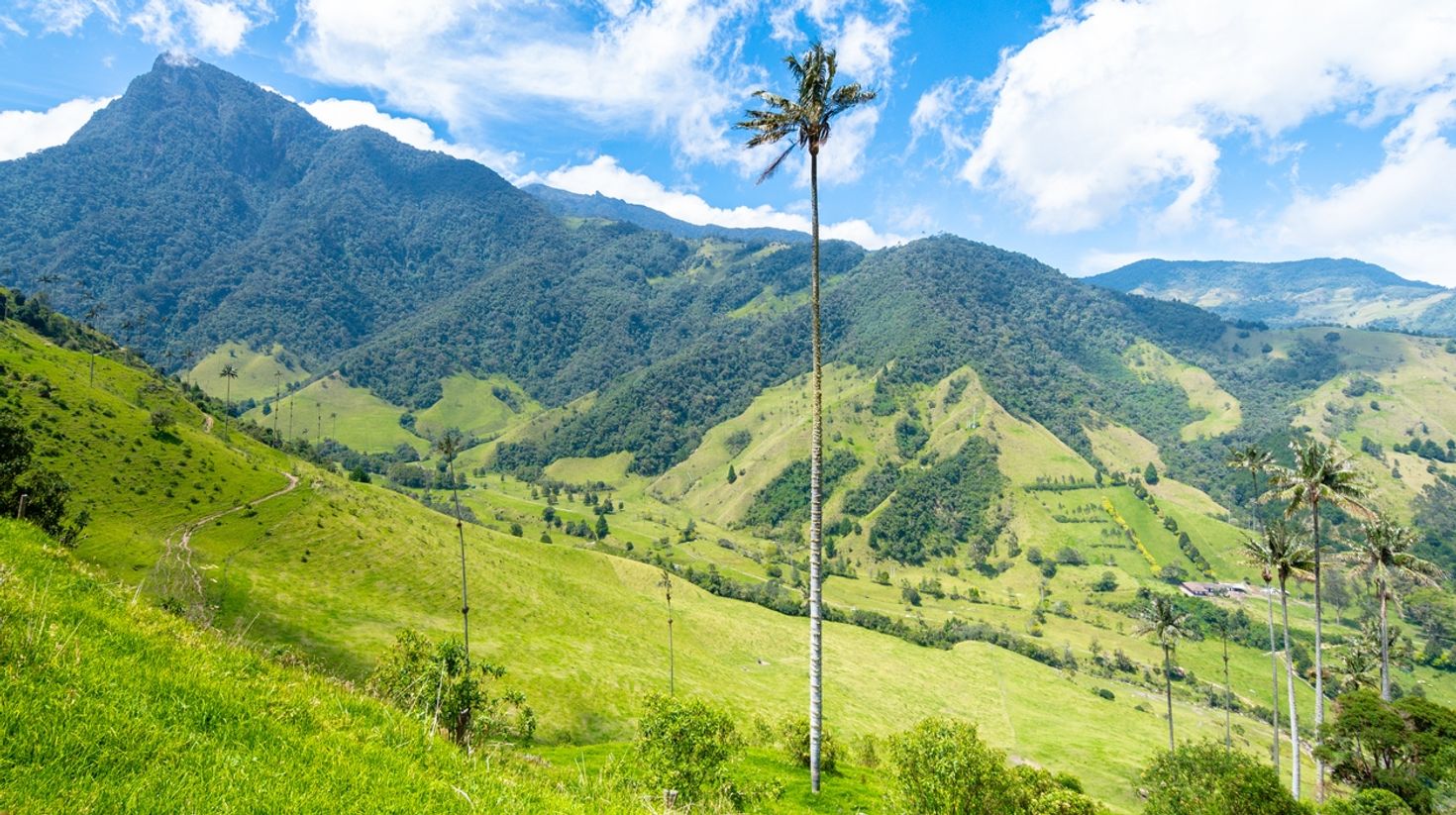 Cocora valley in Colombia in February