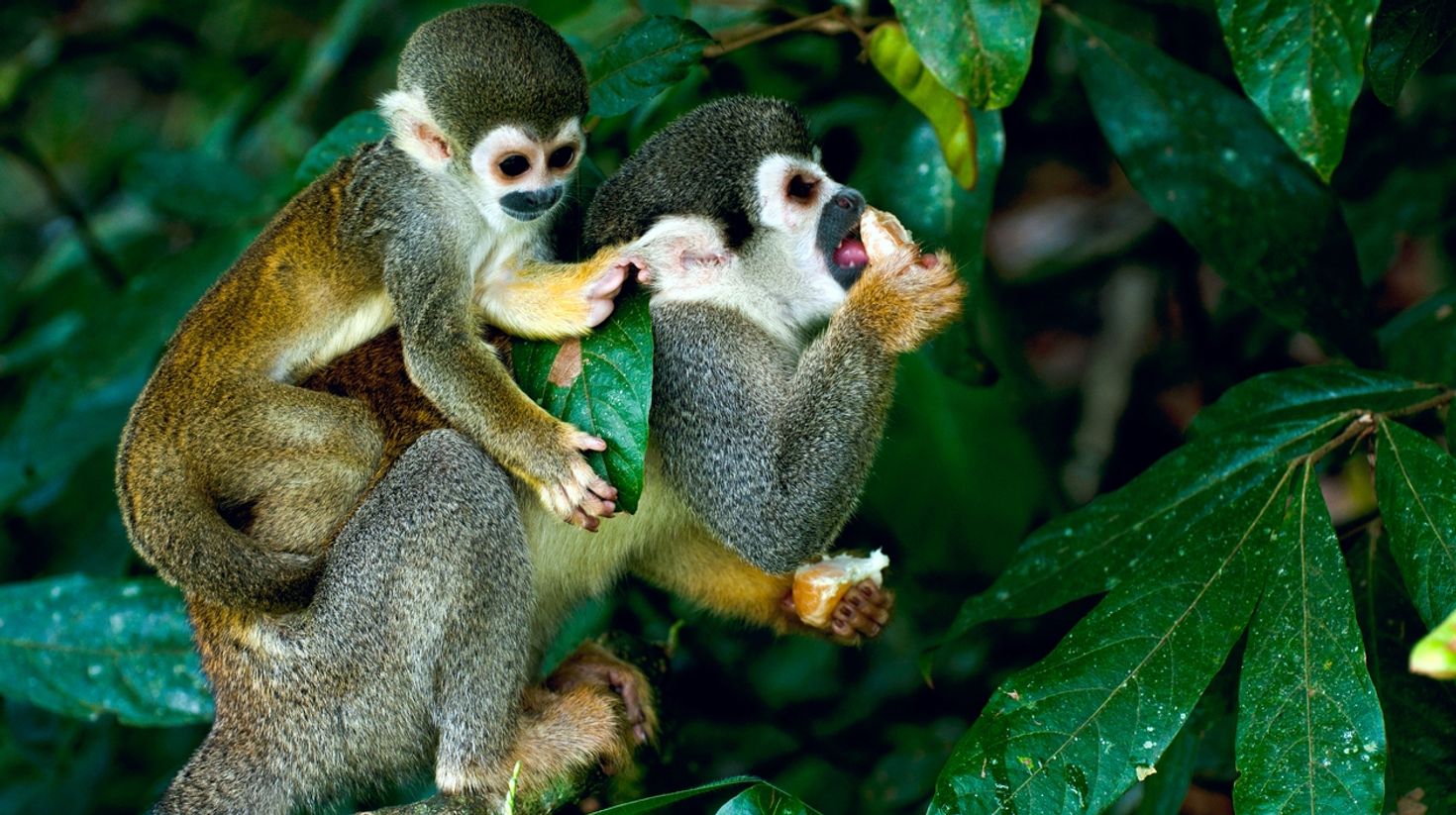 Squirrel Monkey in Amazon in Colombia in June