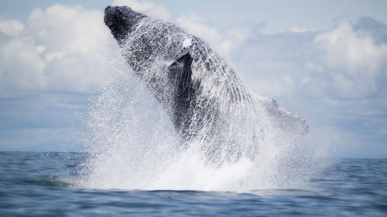 humpback whale breaching in the waters of Gorgona island, Colombia in June