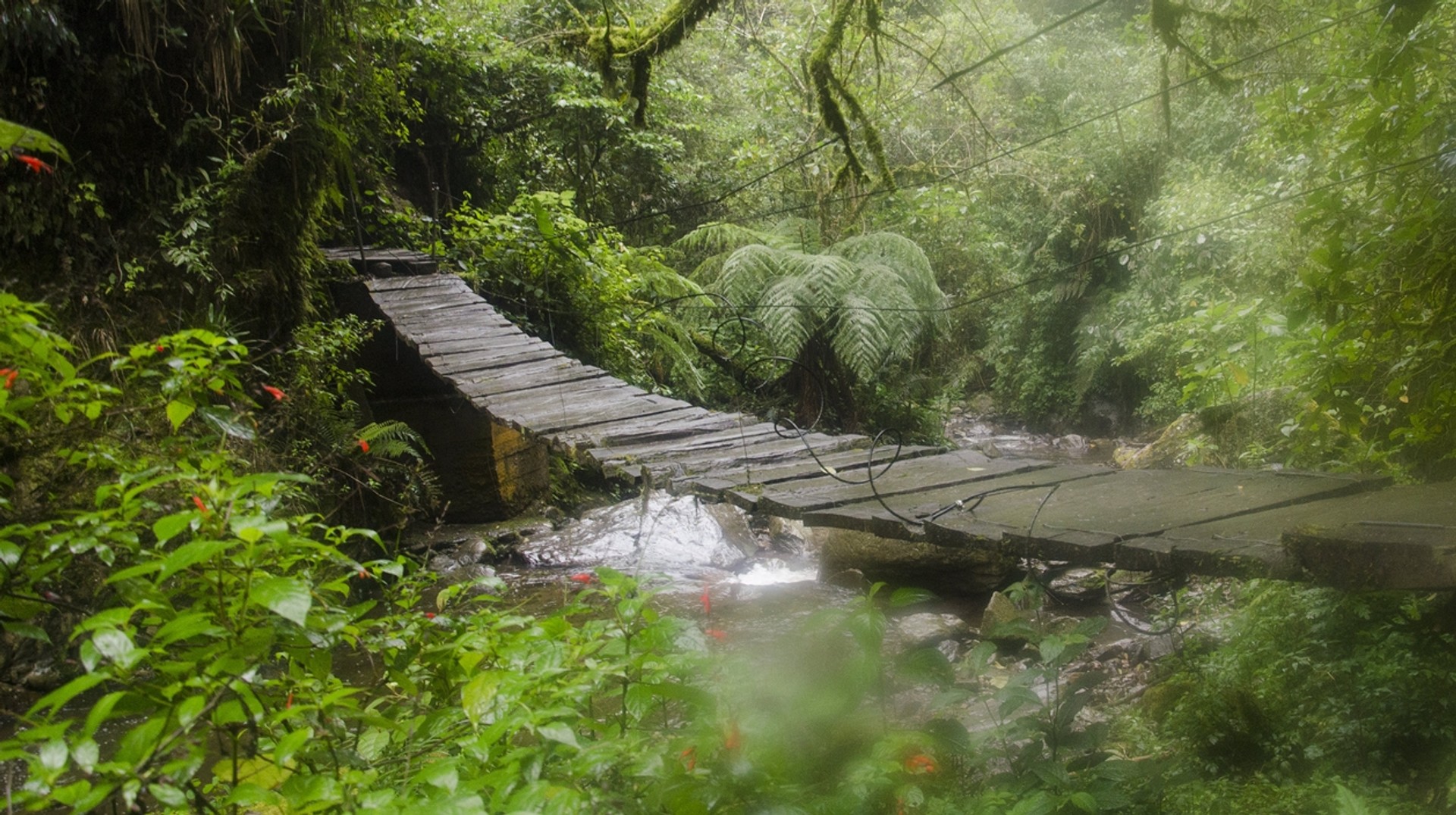 September ushers in the rainy season in Colombia, which also marks an end to the high tourist season. Tropical forest in the Cocora Valley, Colombia in September
