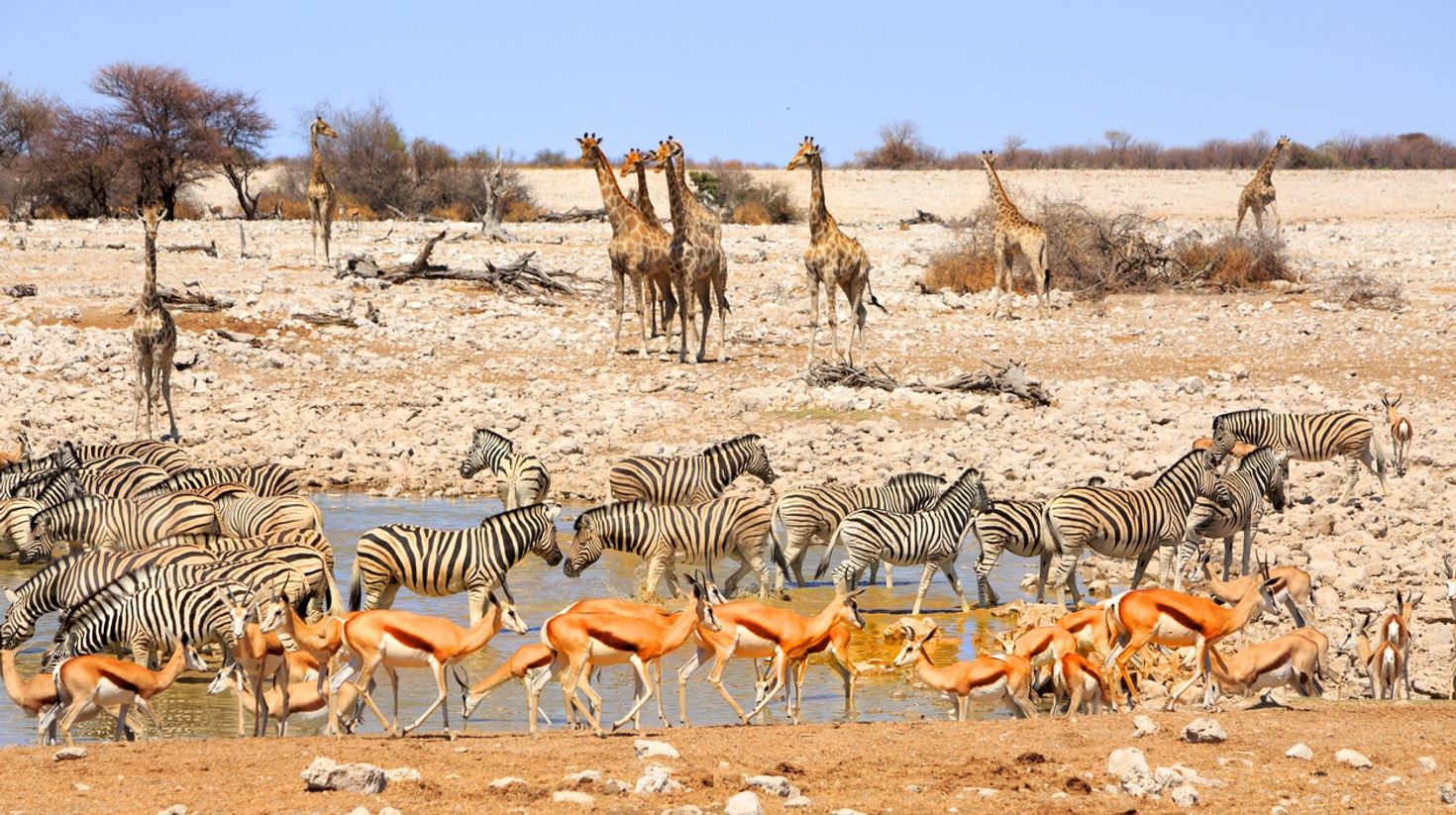 November is a good season to go to Namibia to see the wildlife