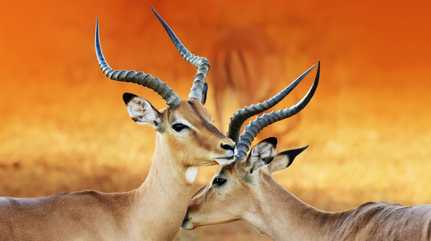 During the best time to visit Namibia one can see the wildlife