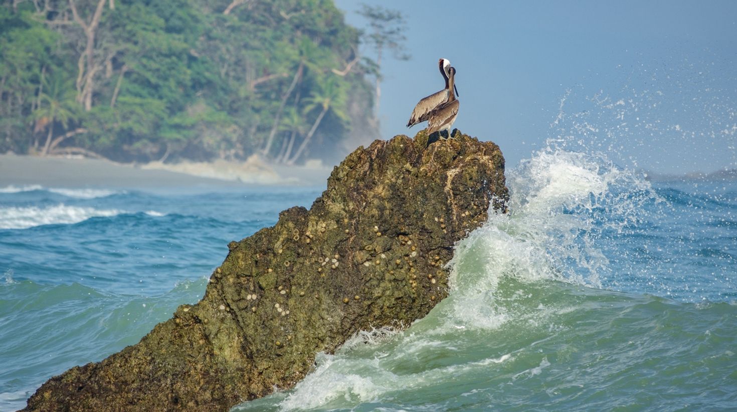 Water, birds and beaches of Corcovado National Park.