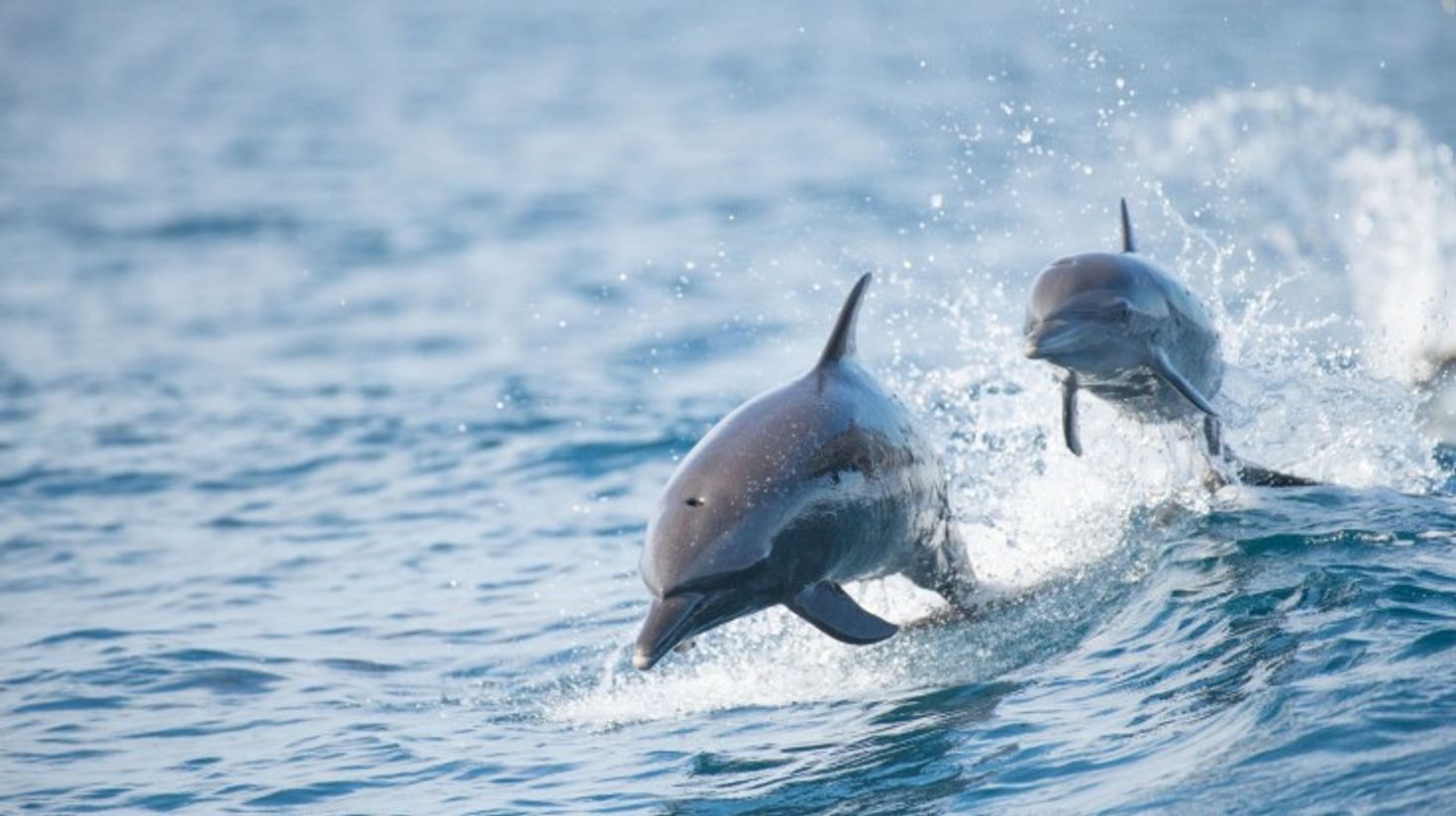 Two dolphins swimming in Golfo Dulce of Costa Rica.