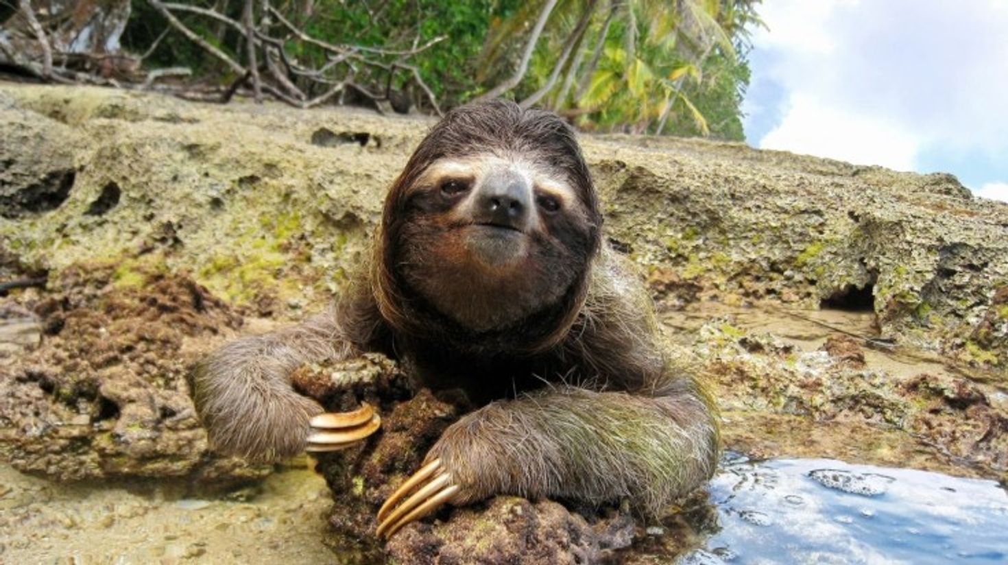 Sloth spotted in the Southern Carribean coast of Cahuita National Park.