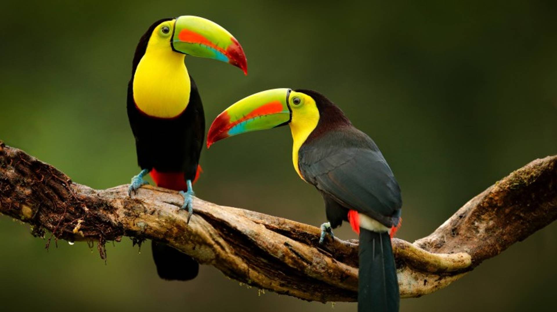 Costa Rica in April: Peak Season, Wildlife Ventures, Tips