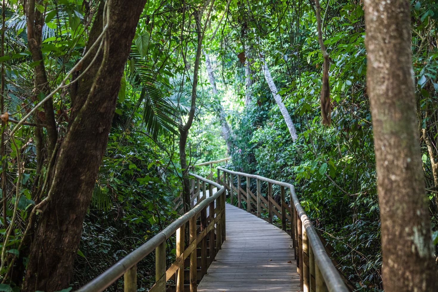 The view of a wooden bridge that leads into the tropical rainforest