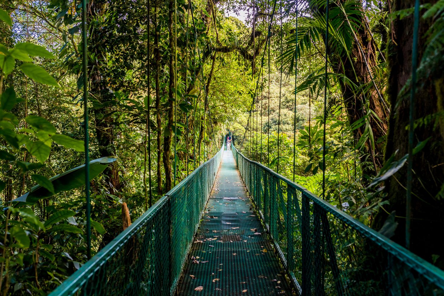 The hanging bridges in Cloud forest, Costa Rica