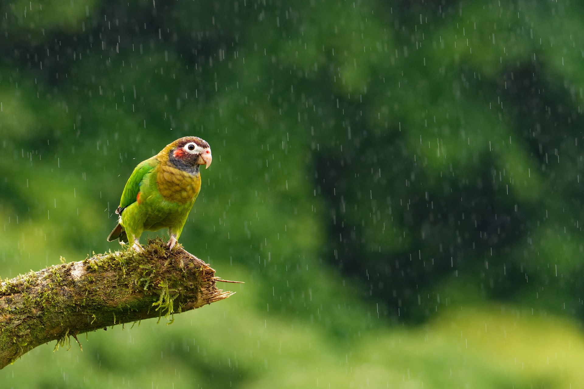 If the rain does not stop the wildlife in Costa Rica in July from having fun, what is stopping you? A green parrot in the rain in Costa Rica in July.