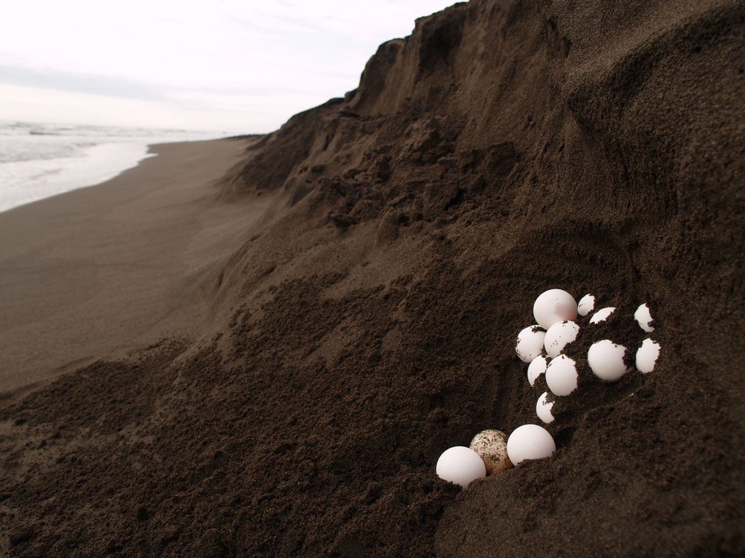 Tortuguero is situated in Costa Rica's Caribbean Coast.
