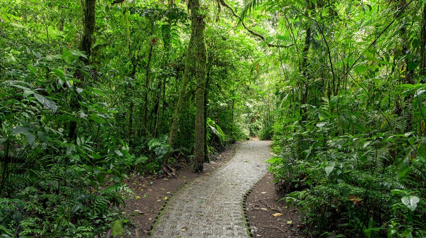 Hiking trail in Monteverde Cloud Forest Reserve
