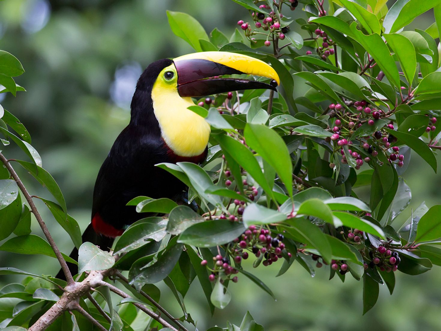 Day trips from San Jose Costa Rica Toucan