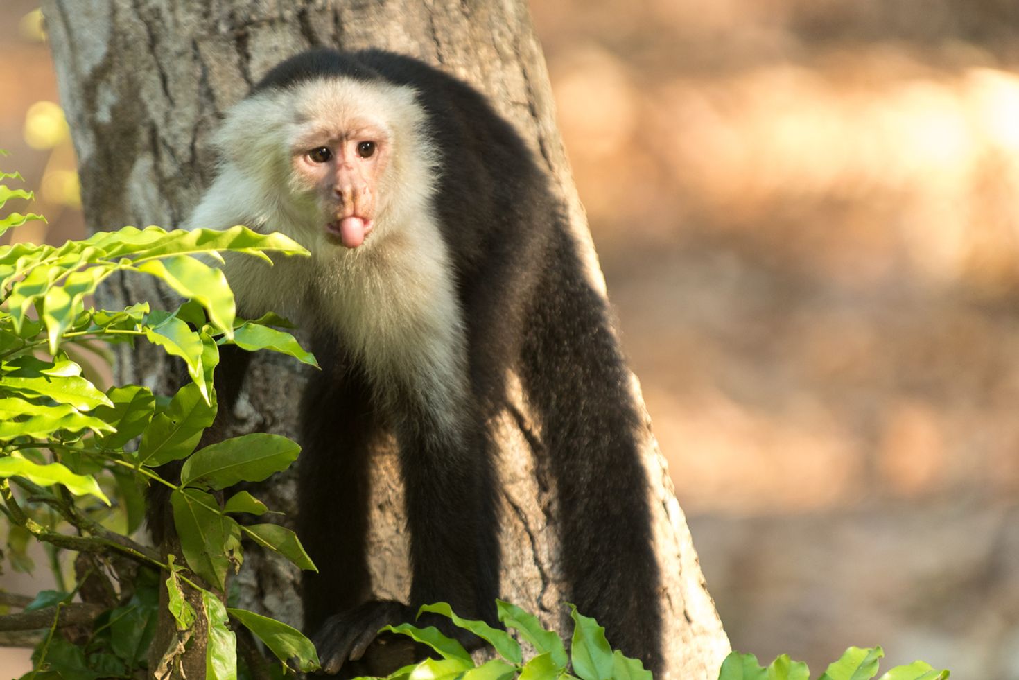 Manuel Antonio is one of the most accessible destinations on Pacific side.