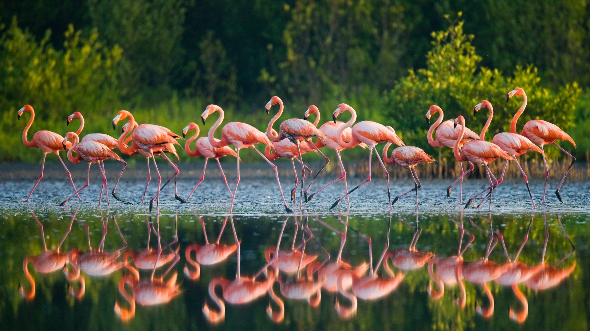 Caribbean flamingo cooling off in the water in Cuba in August