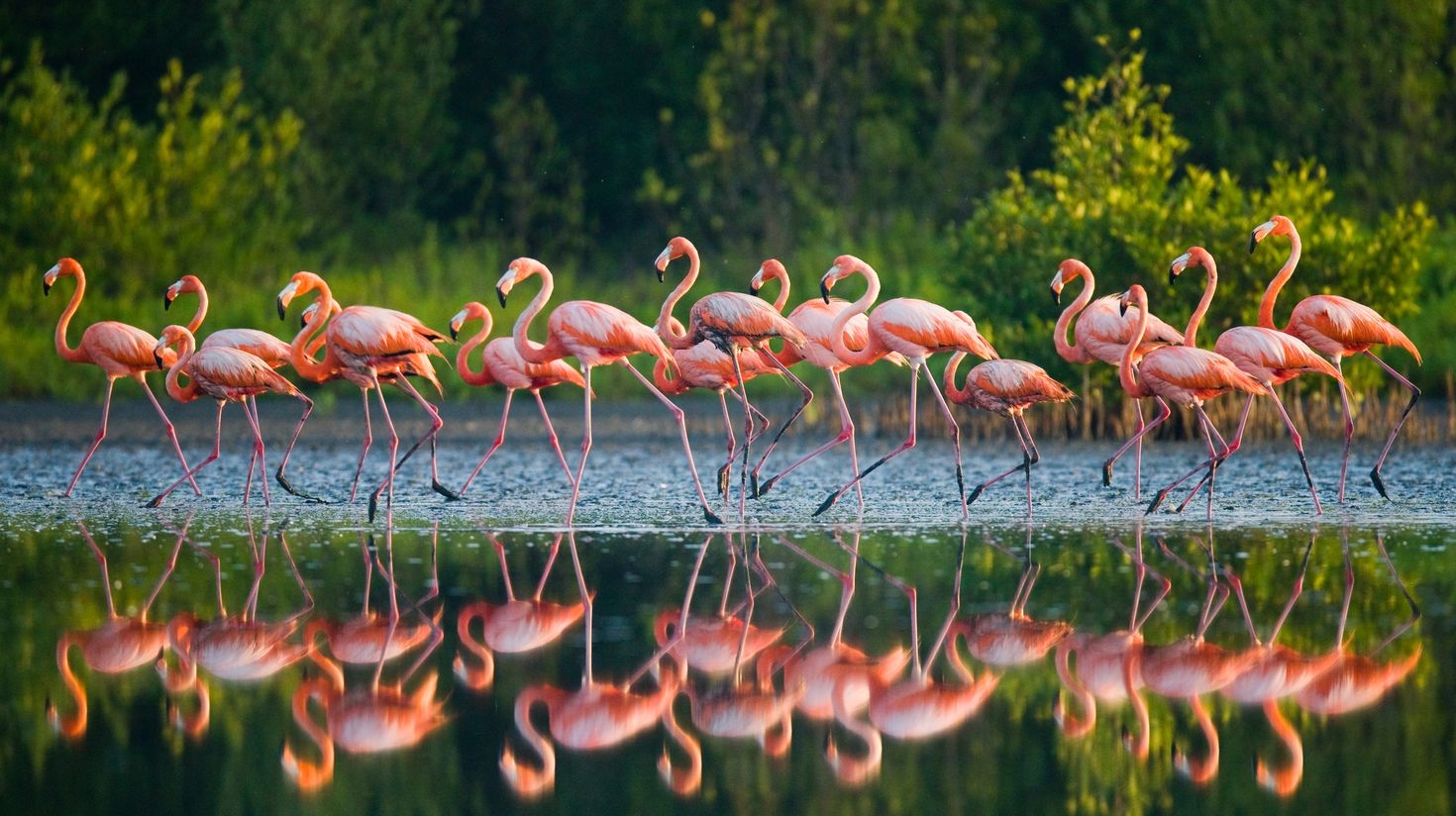 Caribbean flamingo_Cuba in December