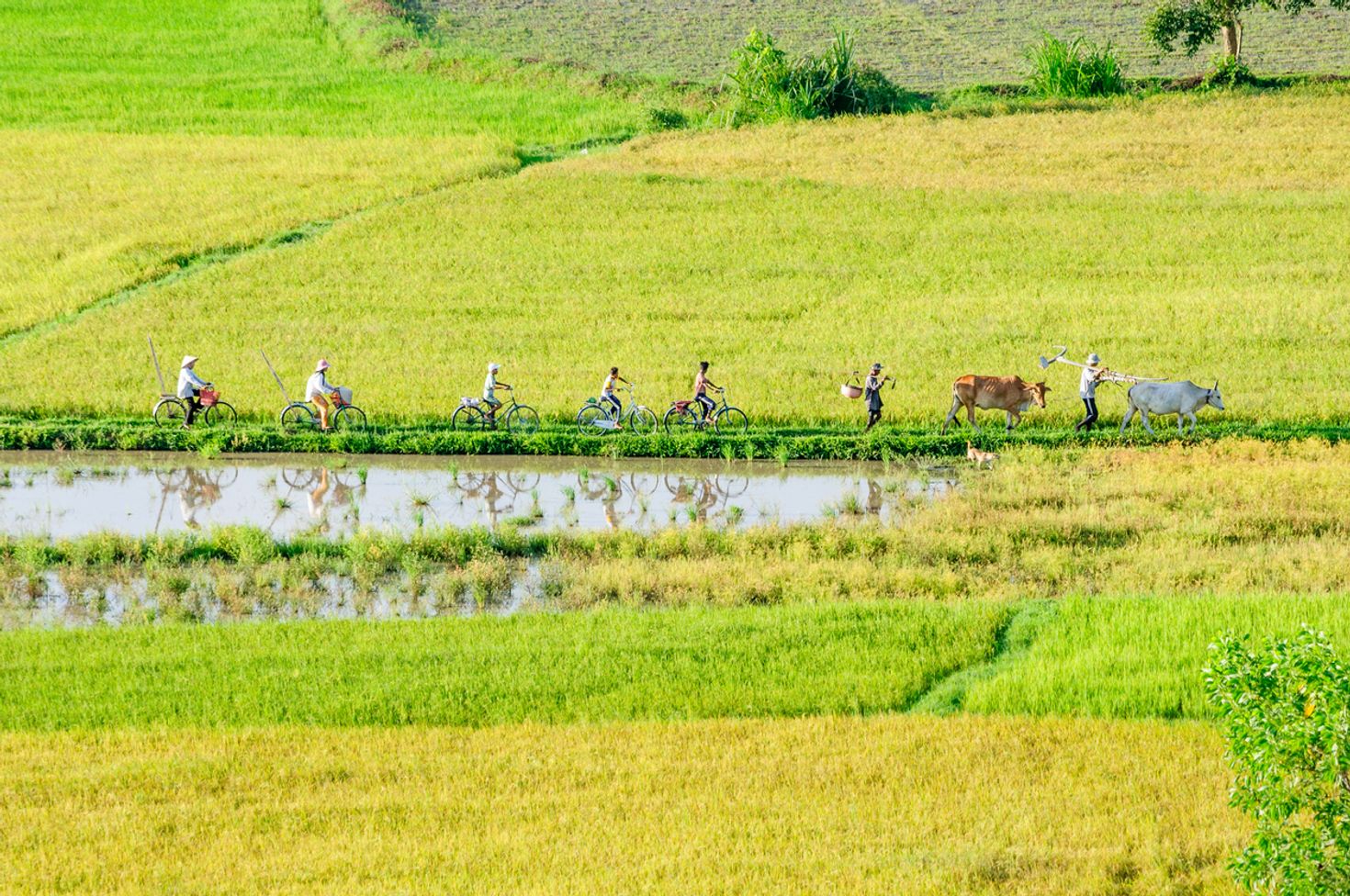 People cycling in Mekong's rice fields in Vietnam.