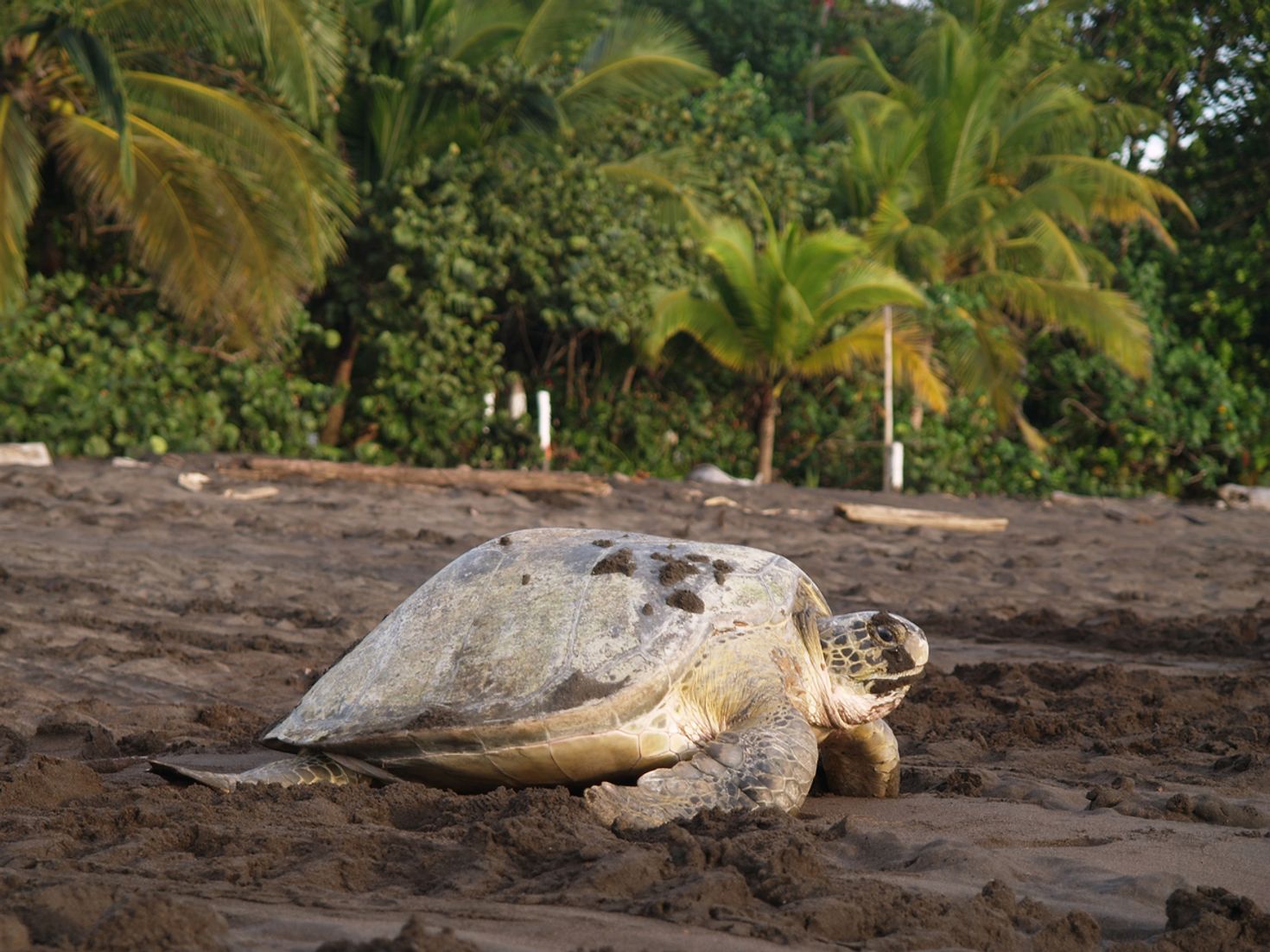 Day trips from San Jose Costa Rica Tortuguero