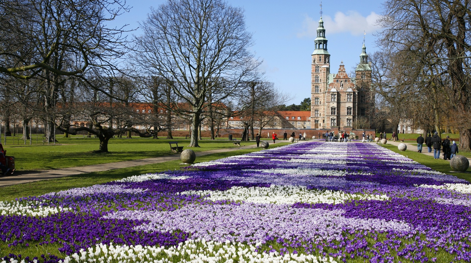 Crocus field in Rosenborg Castle, Denmark, in April.