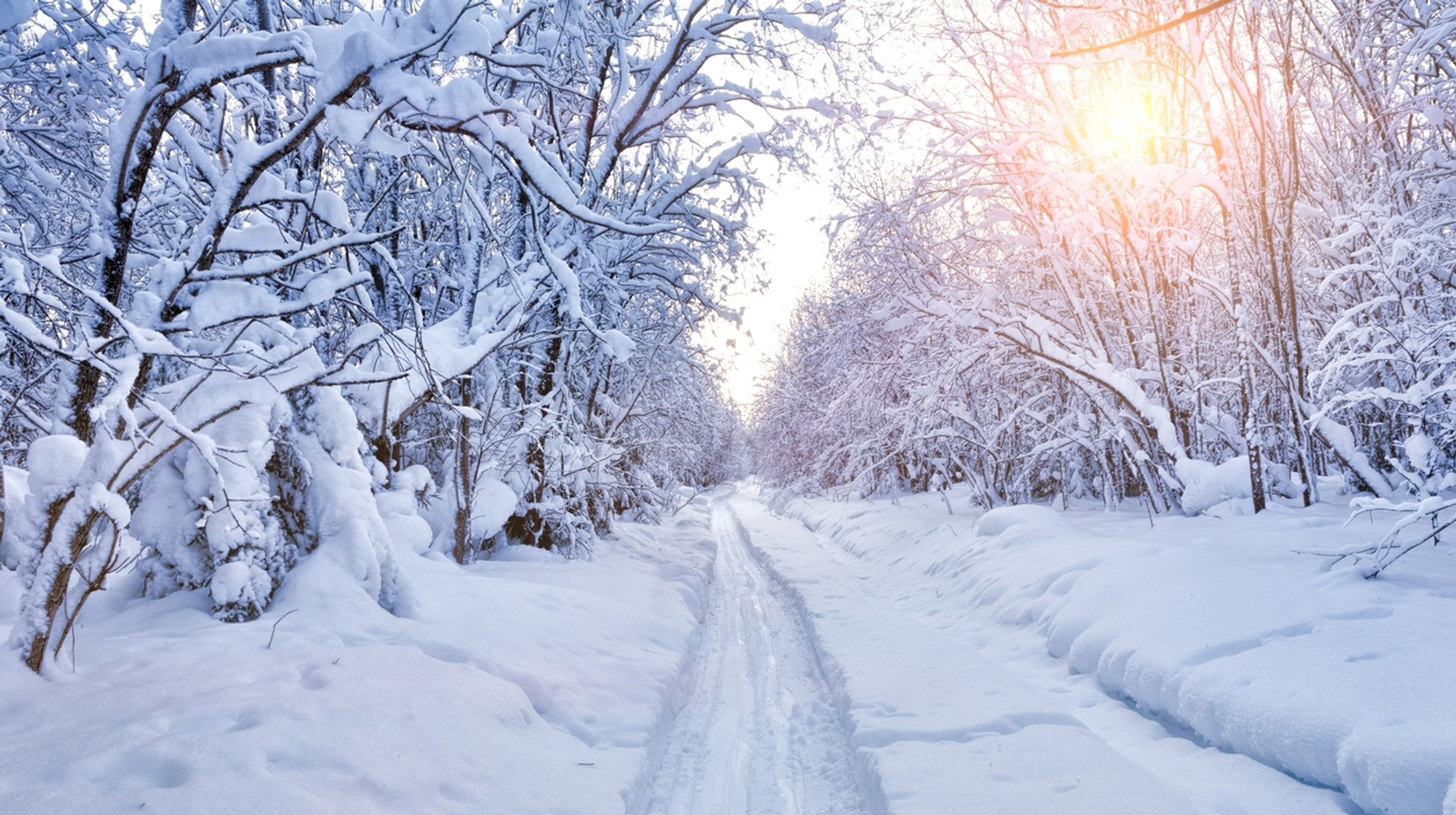 A forest covered in snow in Denmark in March.