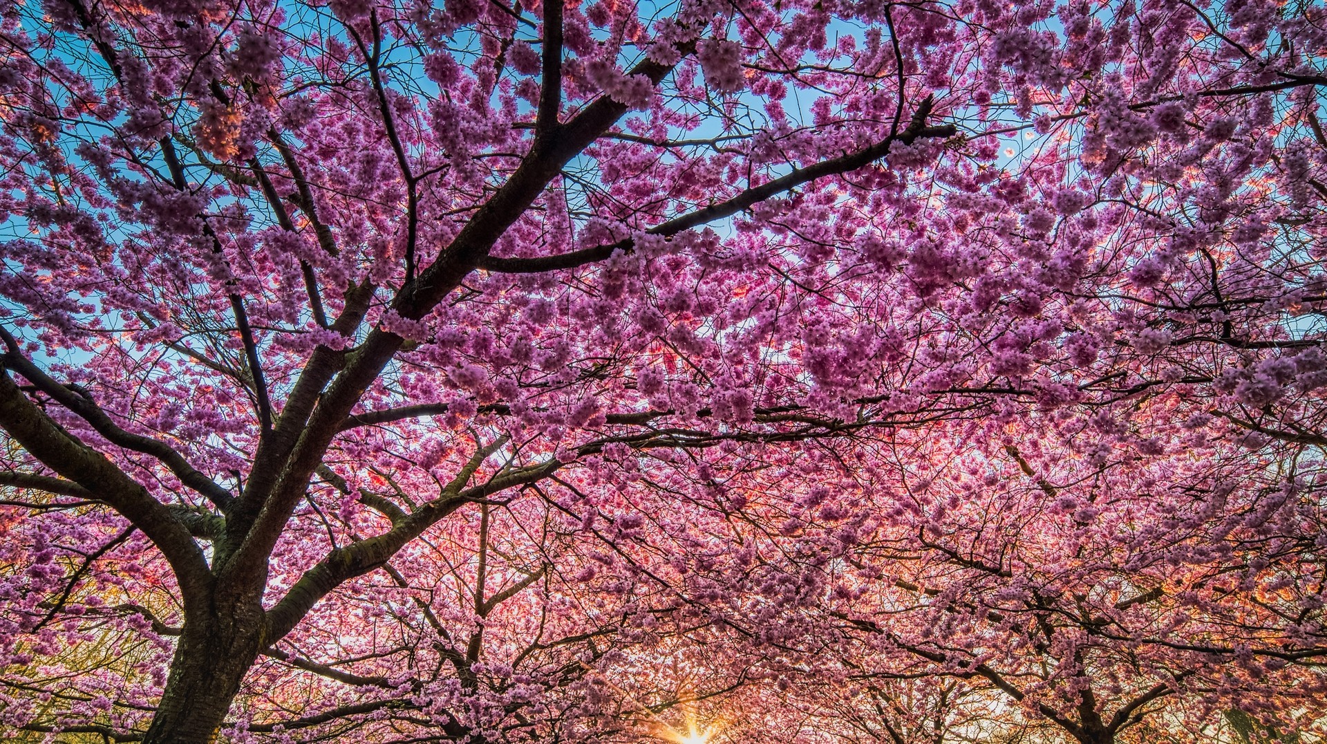 Sakura trees in full bloom as seen in Denmark in May.