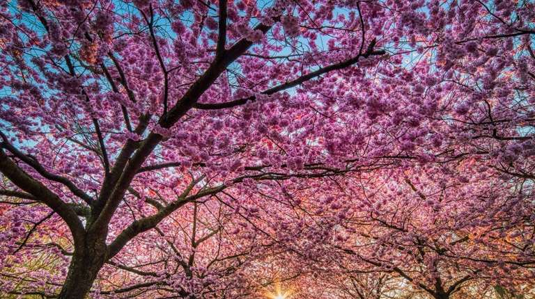 Sakura trees in full bloom as seen in Denmark in May.