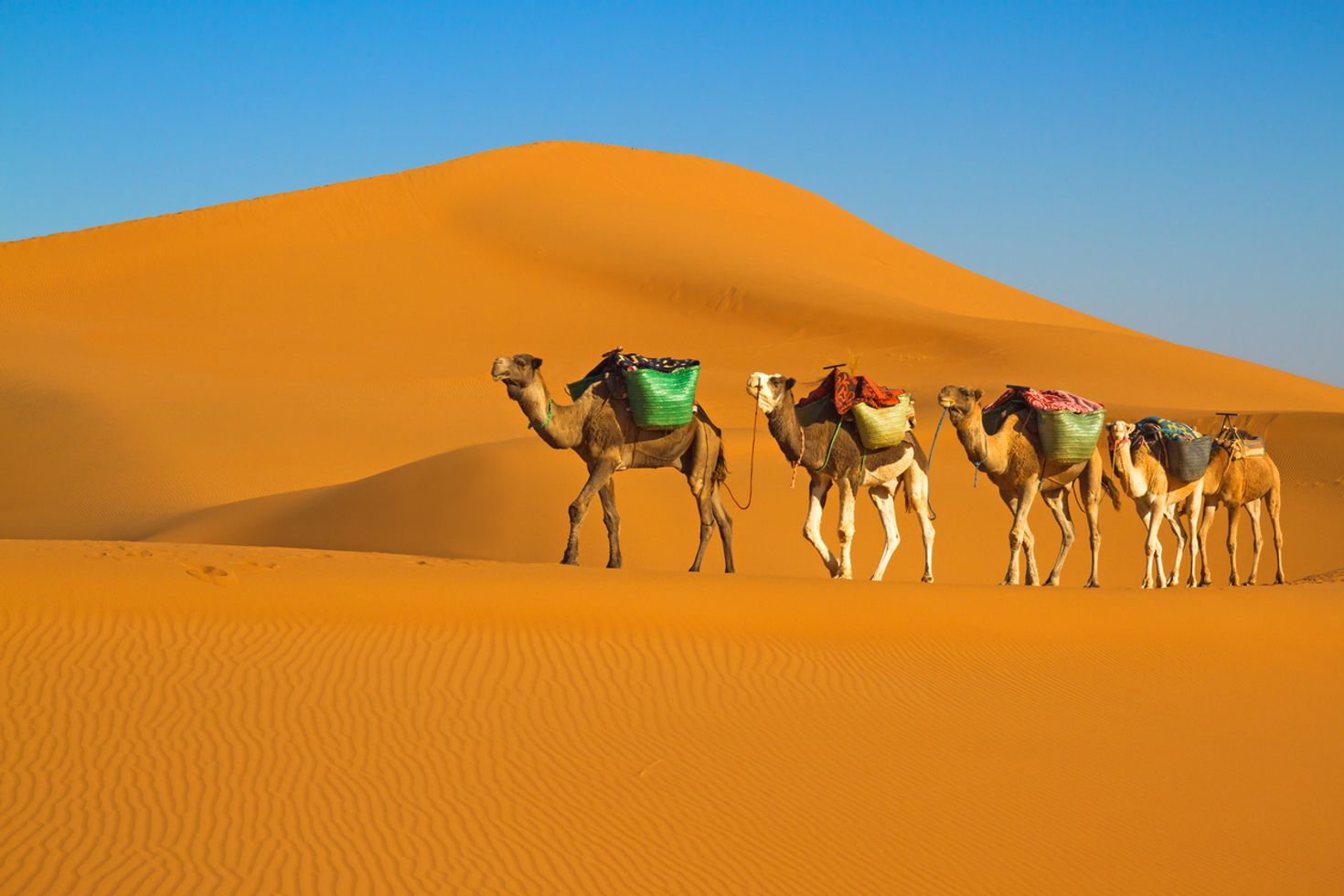 Camel riding on a desert safari in Dubai