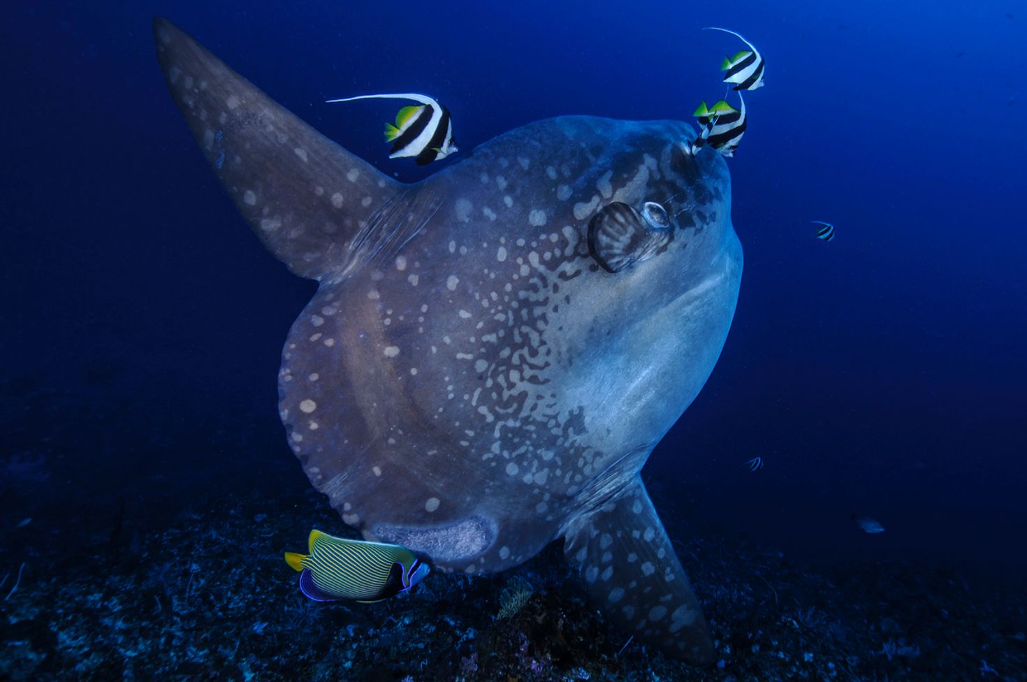 When you go diving in Bali, the sunfish is a rare but popular fish to sight