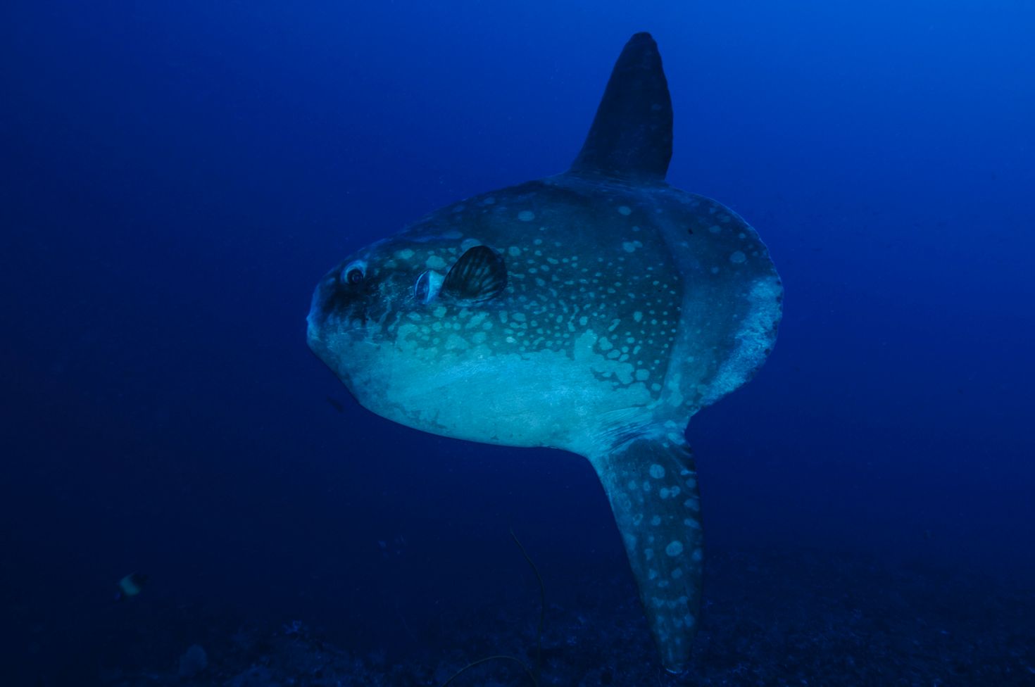 Mola Mola spotted when diving in Indonesia