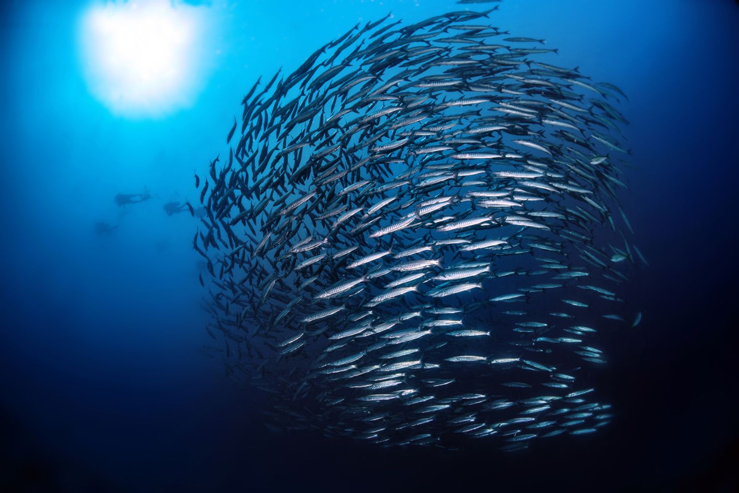 Diving in Indonesia at Barracuda point