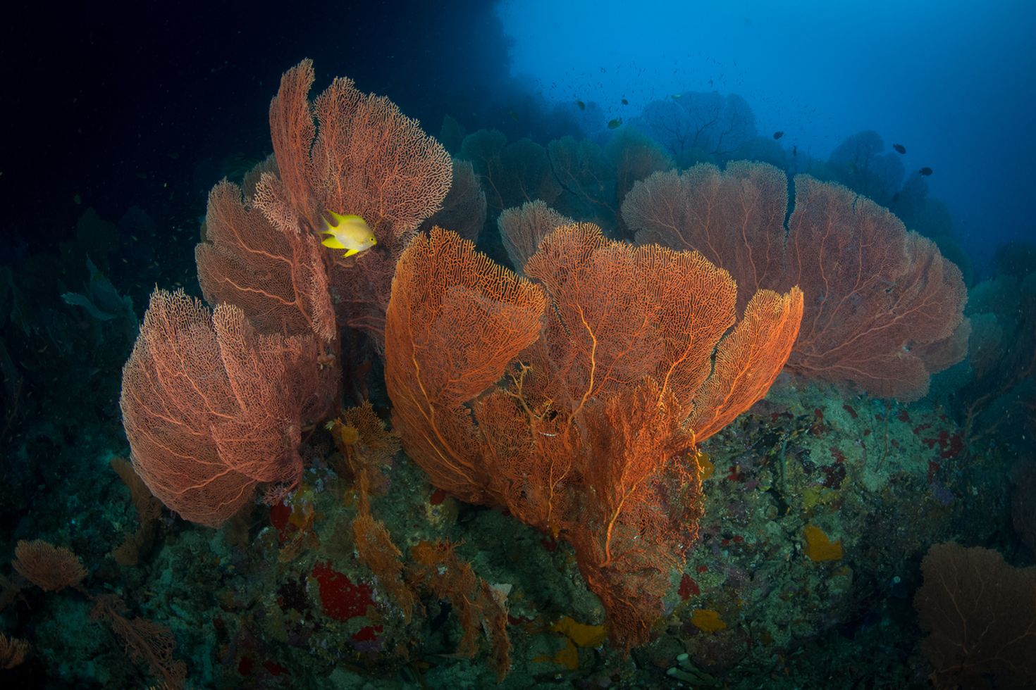 Pulau Ai is a spot for diving in indonesia to encounter diverse marine life