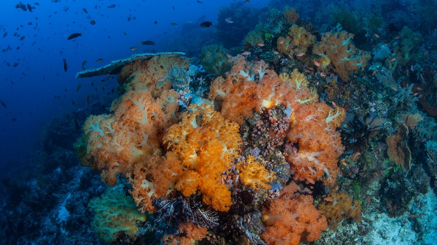 Yellow Wall of Texas a diving spot in Indonesia