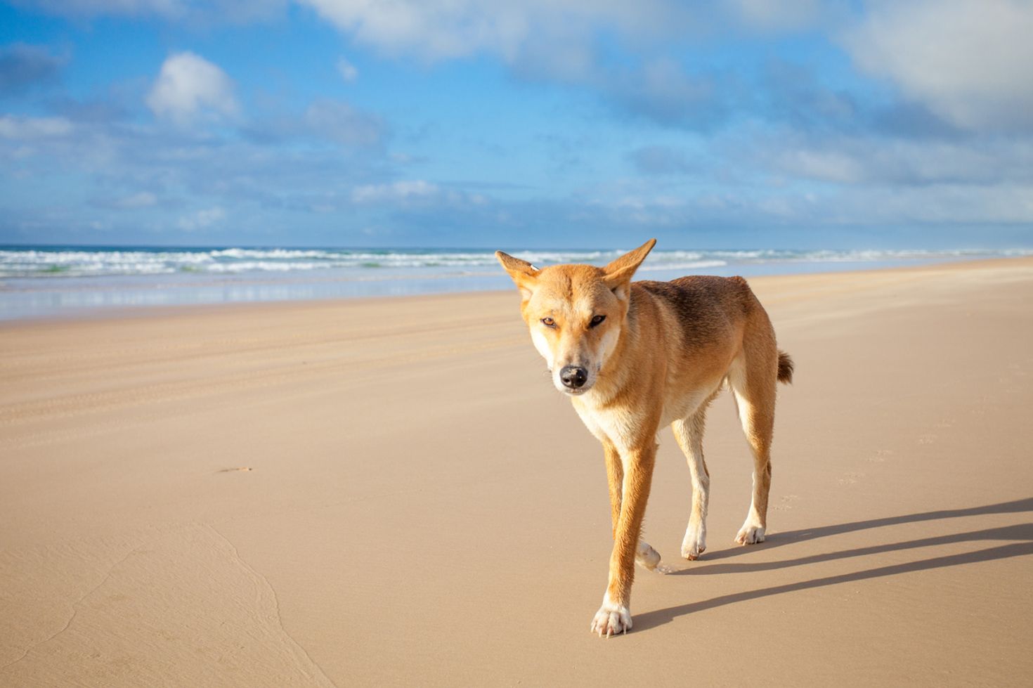 East coast Australia fraser island