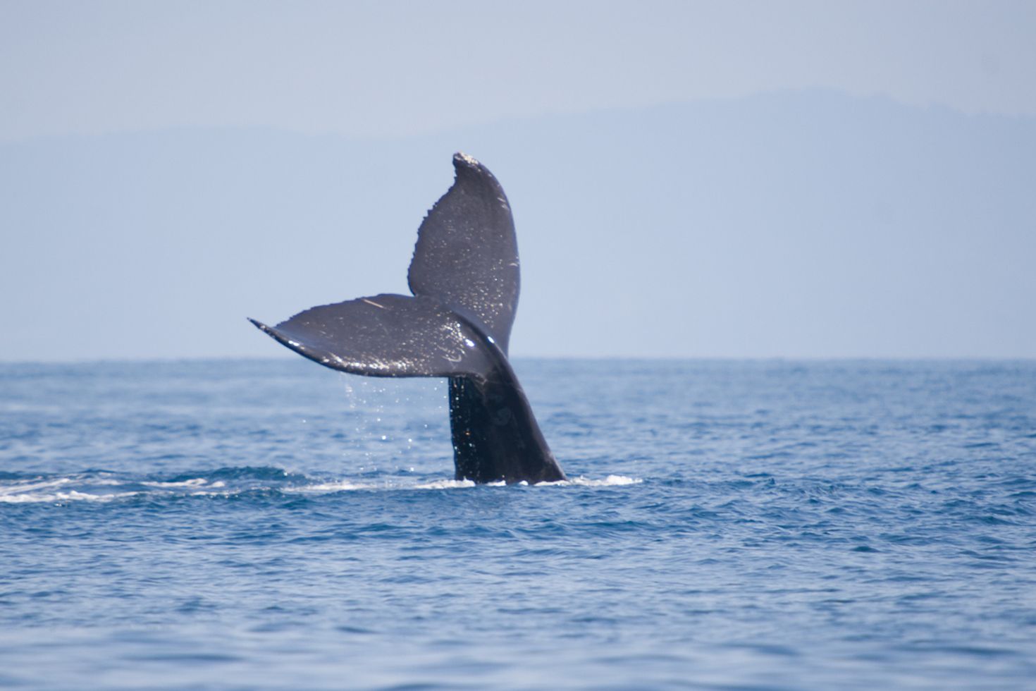 Eco tourism in Costa Rica - go whale watching
