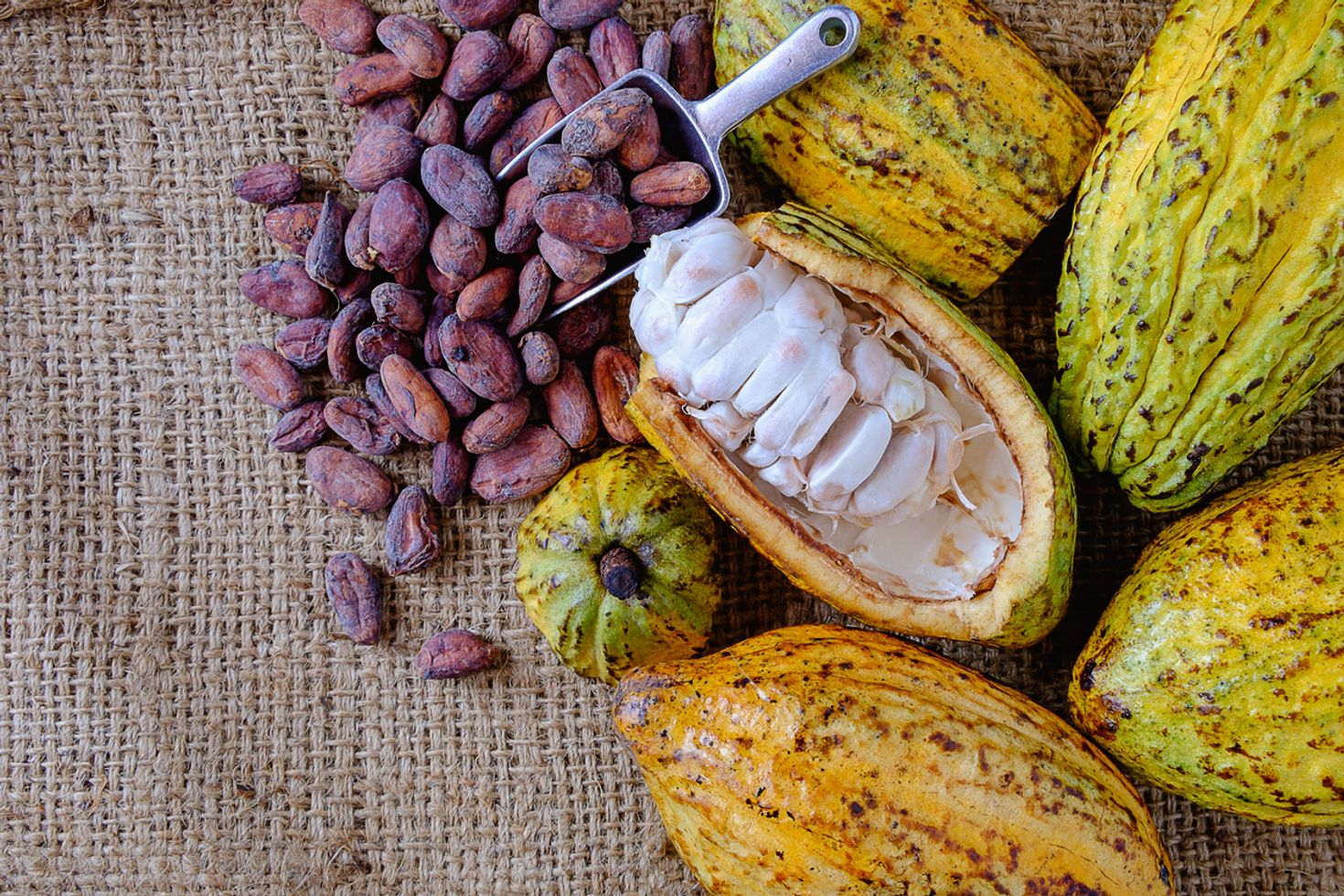 Ecotourism in Costa Rica chocolate tour